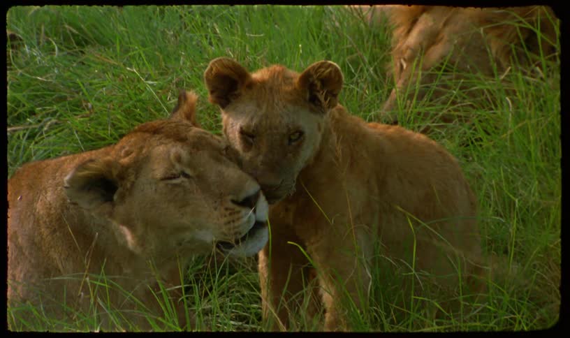 A young lion cub affectionately nuzzles its mother as they rest together in the tall green grass of the savanna