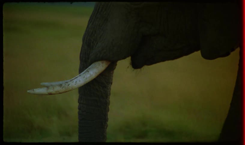 Vintage close-up footage shows the detail of an elephant's ivory tusk and trunk in the grassy plains of the savanna