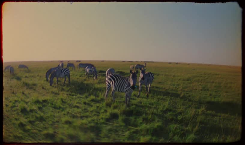 Vintage-style, wide-angle footage shows a herd of zebras grazing on the vast grasslands of the savanna at golden hour