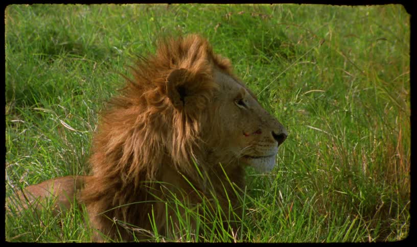 Vintage film footage shows a majestic male lion licking his lips as he rests in the tall green grass