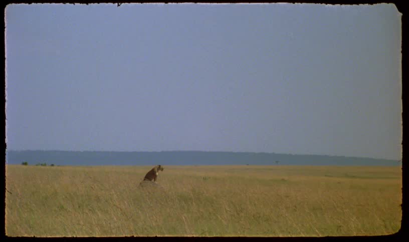 A lone cheetah sits watchfully in the vast, golden grasslands of the African savanna under a clear sky