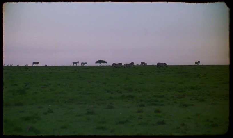 Vintage Super 8 footage shows a herd of zebras grazing on the expansive African savanna at dusk