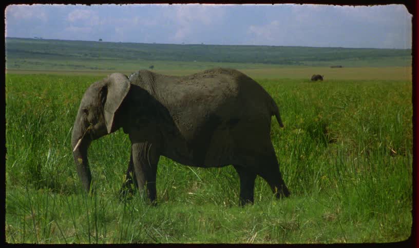 An elephant grazes on lush, tall grass in a vast, green savanna on a sunny day