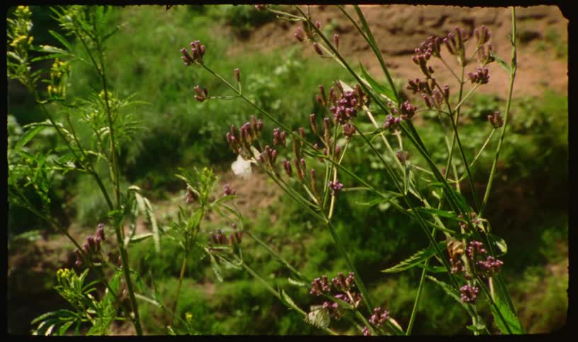 White butterflies flutter among purple wildflowers in a sunlit meadow, filmed with a vintage, retro effect