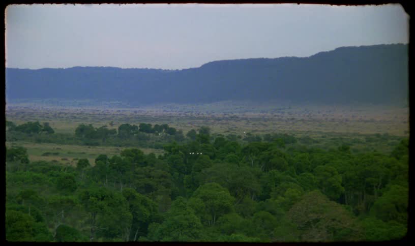 A flock of white birds soars over a verdant forest canopy, descending into the vast, open expanse of the African savanna in a vintage film shot