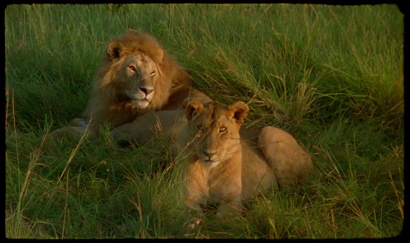 A watchful lioness and a sleepy male lion rest together in the tall, sunlit grass of the savanna