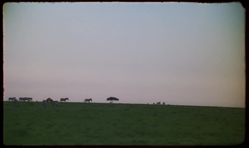 Vintage 16mm footage captures a dramatic cloudy sky at dusk over the vast African savanna where a herd of zebra graze on the horizon