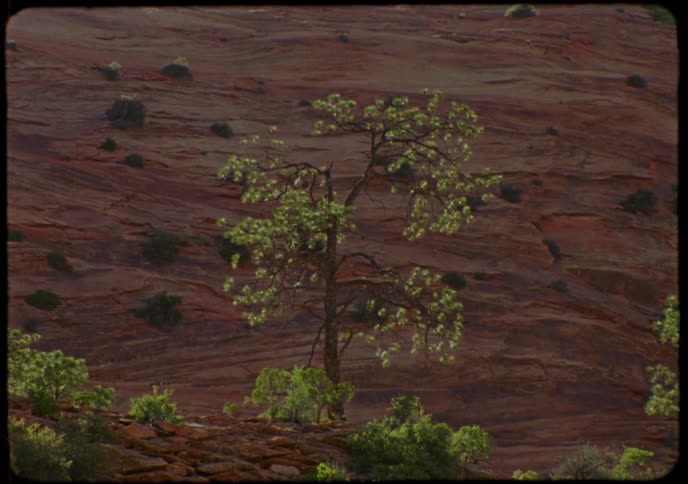 A lone green tree stands out against a backdrop of red rock in a sun-drenched canyon, captured on vintage film