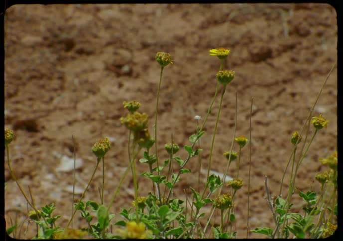 A close-up, static shot of small yellow wildflowers with green stems against a background of dry, brown earth, captured on vintage film