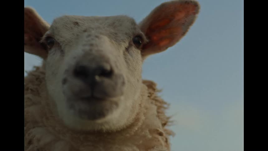 A curious sheep looks directly into the camera in this intimate, low-angle close-up shot