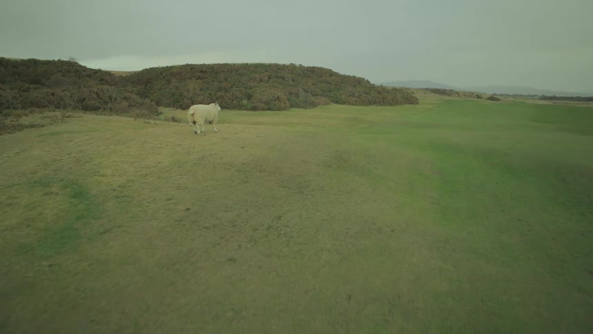 An aerial view follows a lone sheep as it runs and grazes across the rolling green hills of a golf course on an overcast day