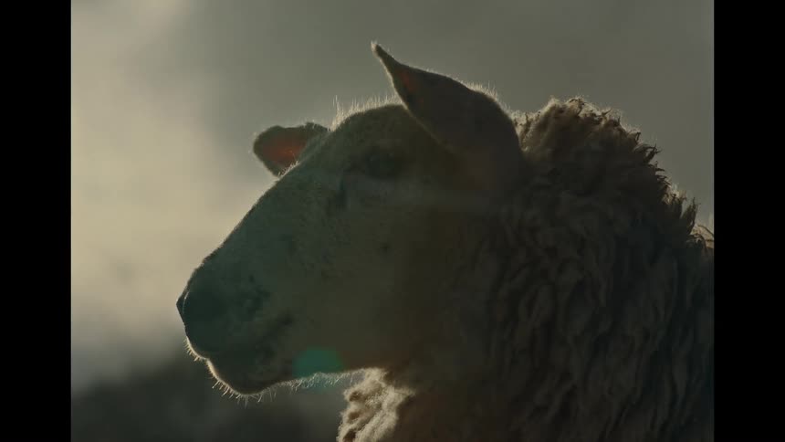 A close-up profile shot of a sheep's head backlit by a hazy sun, creating a dramatic silhouette and a beautiful lens flare