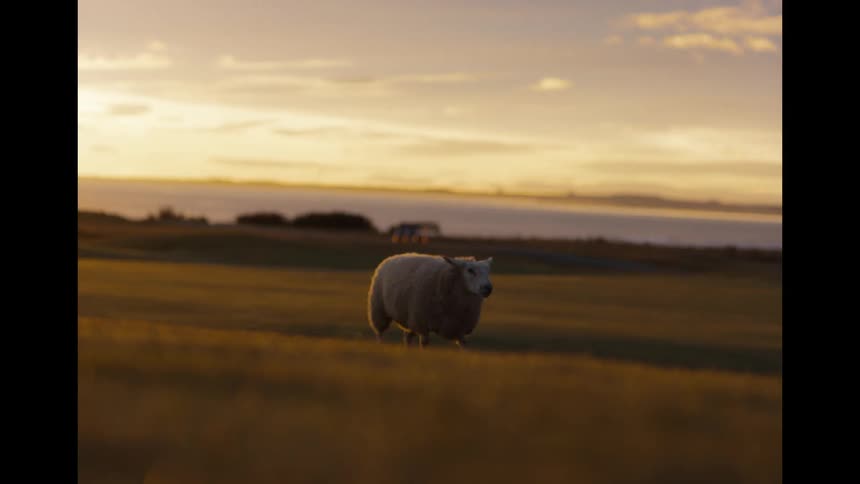 A fluffy white sheep grazes in a golden hour field by the ocean before curiously running towards the camera in slow motion