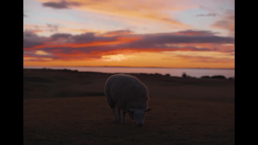A lone sheep grazes peacefully in a coastal meadow at dusk with a vibrant sunset over the water