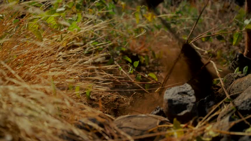 A pickaxe strikes the dry, dusty earth in a grassy field, digging a hole in the sunlit ground