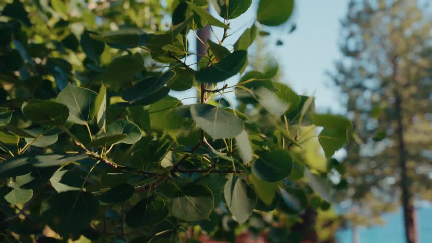 A serene close-up of sun-kissed tree leaves swaying gently in the breeze