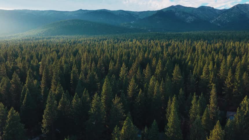 An aerial view captures a vast and dense evergreen forest stretching towards a mountain range during a tranquil sunset