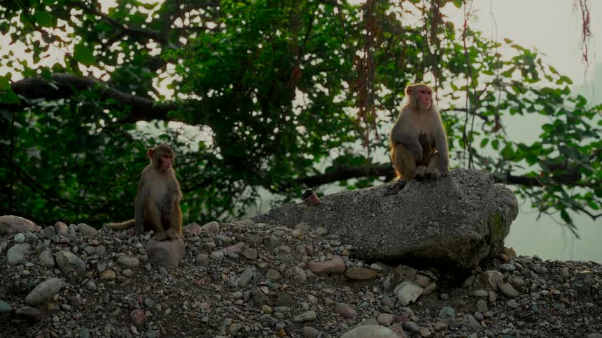 A mother Rhesus Macaque and her baby sit on a rocky hillside next to another monkey in a lush forest
