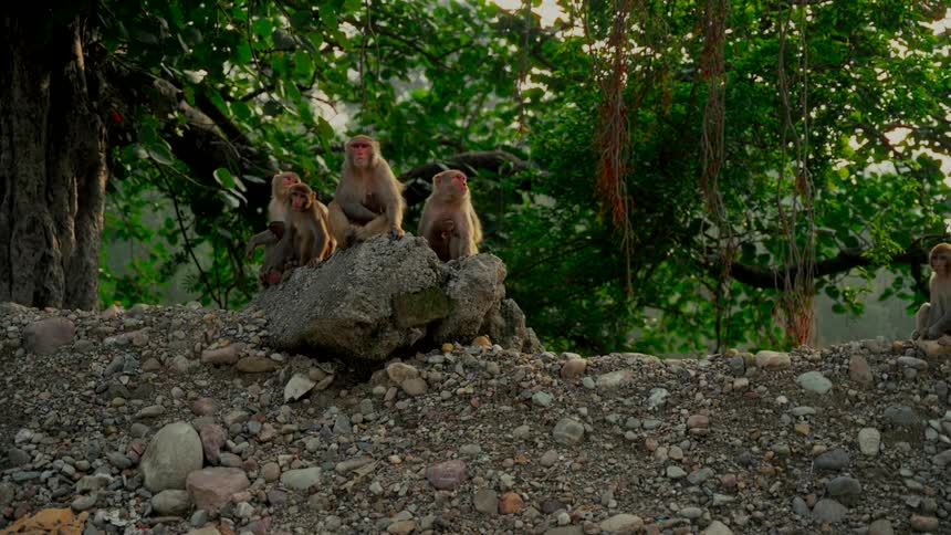 A family of rhesus macaque monkeys, including babies, gather and rest on a rocky outcrop in a lush jungle setting