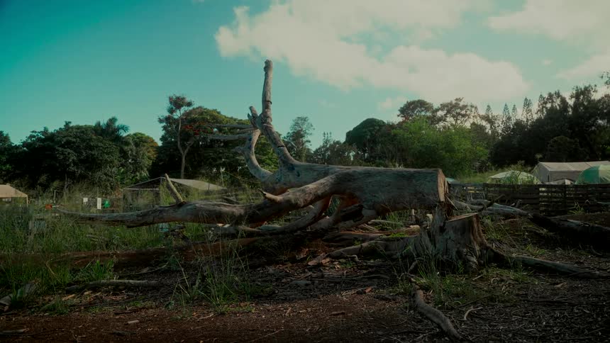 The remains of a large, felled tree lie on the ground in a rural setting with farm structures visible in the background