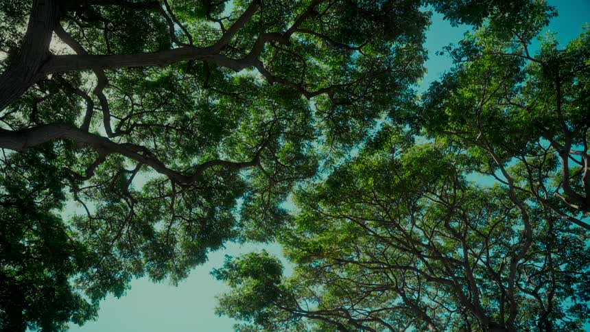 Gazing up at a peaceful canopy of lush green trees swaying in the wind under a clear blue sky