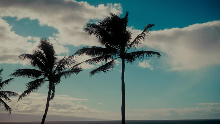 Silhouetted palm trees sway gently in the wind against a beautiful cloudy sky over the calm ocean