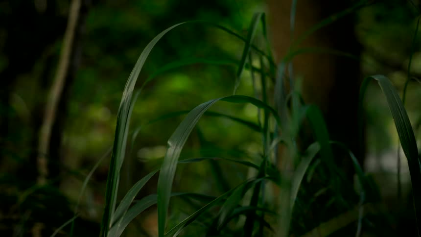 A mysterious slow pull-back shot reveals vibrant green grass deep within a dark and moody forest