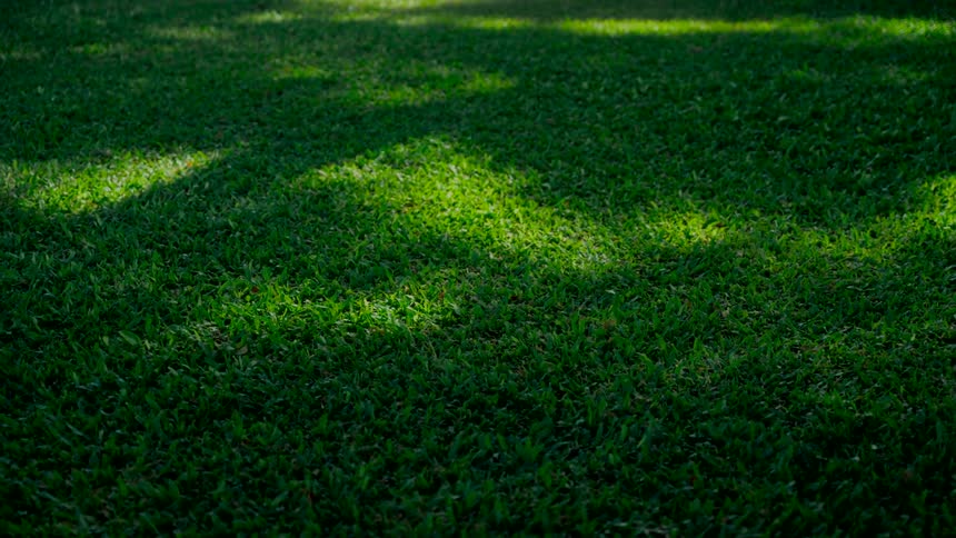 Dappled sunlight from overhead trees creates shifting patterns of light and shadow across a lush green lawn