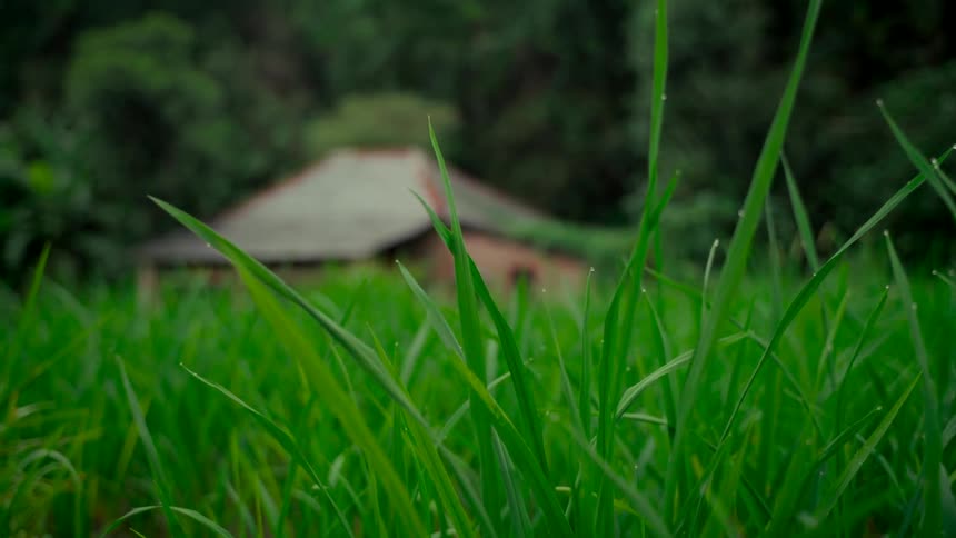 Close-up of vibrant green blades of grass with a rustic house blurred in the background of a lush forest