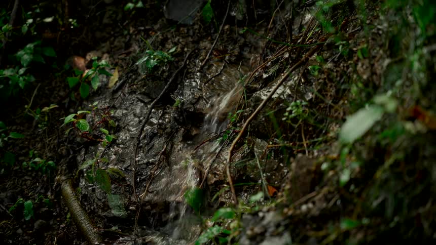 Fresh spring water flows over rocks and through green plants on a forest floor