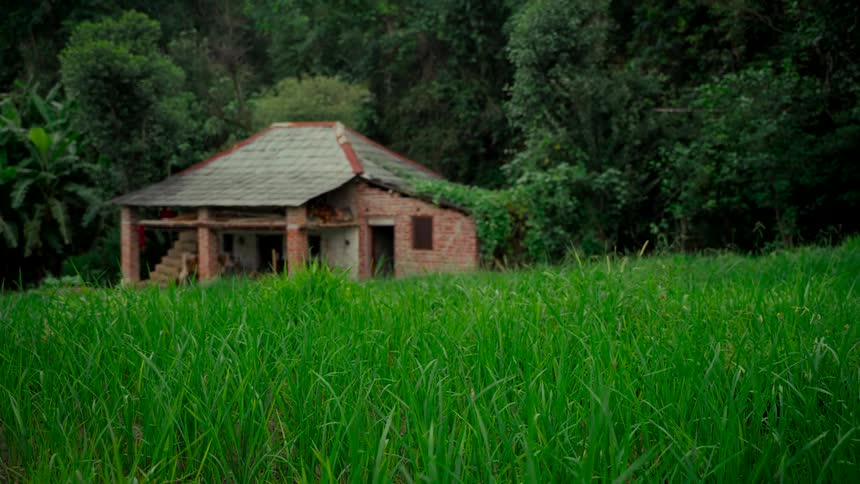 Lush green grass sways gently in a field with an old, out-of-focus brick farmhouse nestled against a dense forest in the background
