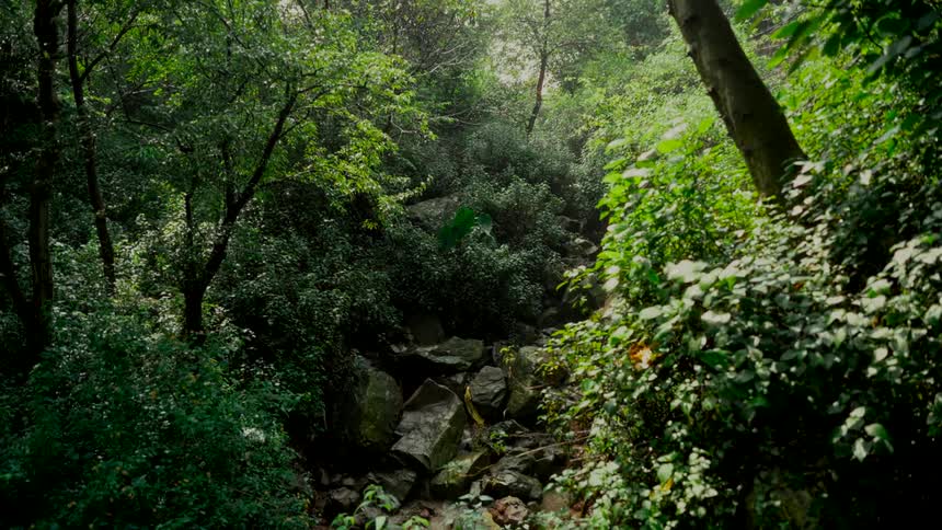 Sunlight filters through the canopy of a lush, dense green forest onto a rocky, dry creek bed