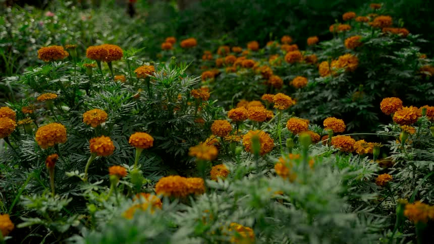 Vibrant orange marigolds stand out against lush green foliage in a peaceful garden setting