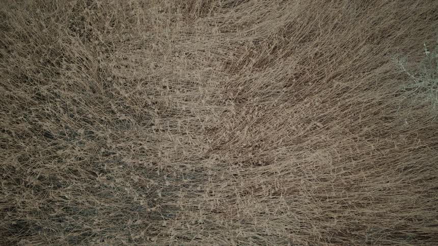 Top-down aerial view slowly rises over a vast, dense field of dry, brown grass, creating a natural abstract texture