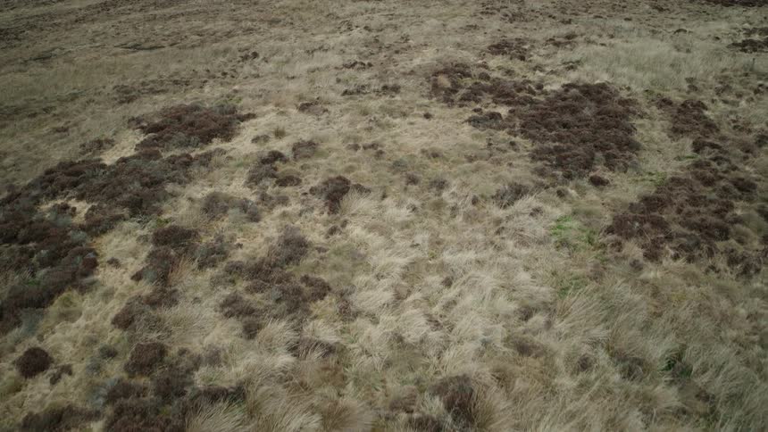 A slow aerial view moves across a wild, windswept moorland covered in heather and long grass