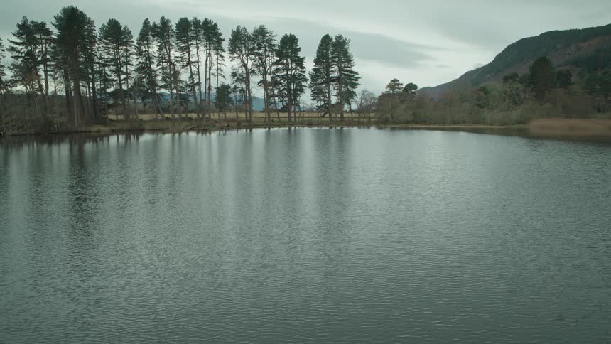 A tranquil lake with gentle ripples reflects a line of pine trees on the distant shore under an overcast sky
