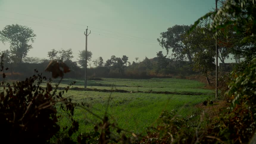 A serene wide shot of a lush green farm field on a hazy morning in the countryside, framed by foliage