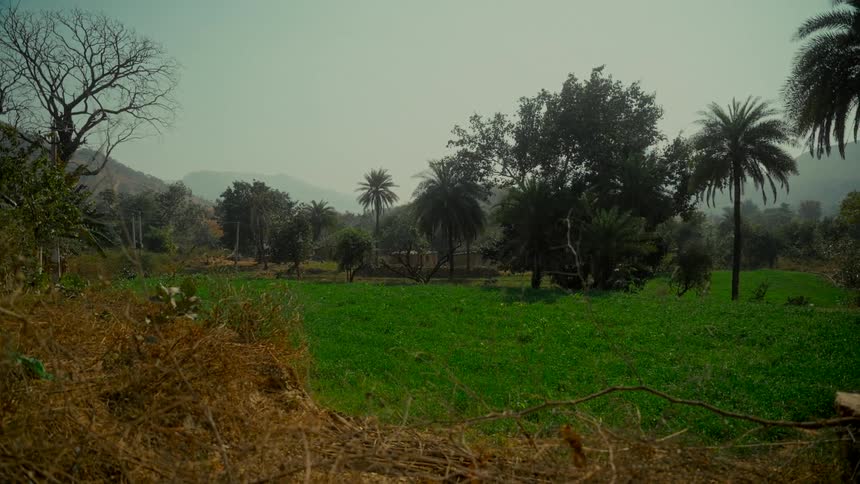 A vibrant green field of crops grows in a hazy rural valley with palm trees and mountains in the distance