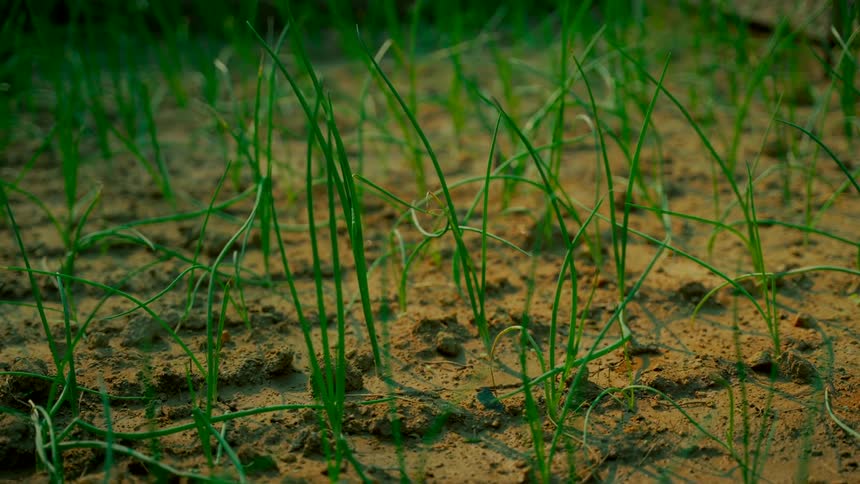 A timelapse captures the shifting shadows of the sun over young green onion seedlings sprouting from the soil