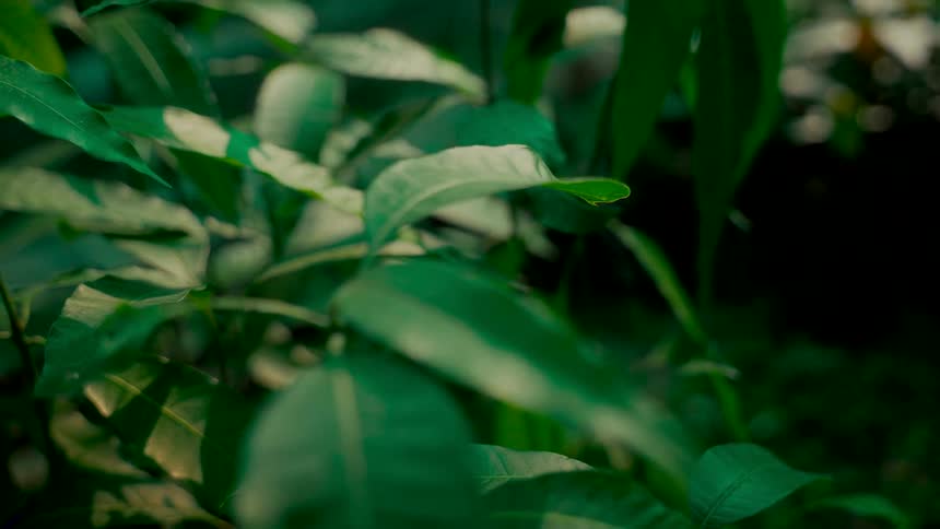 A close-up, slow-motion rack focus shot travels across lush green leaves in a dense forest
