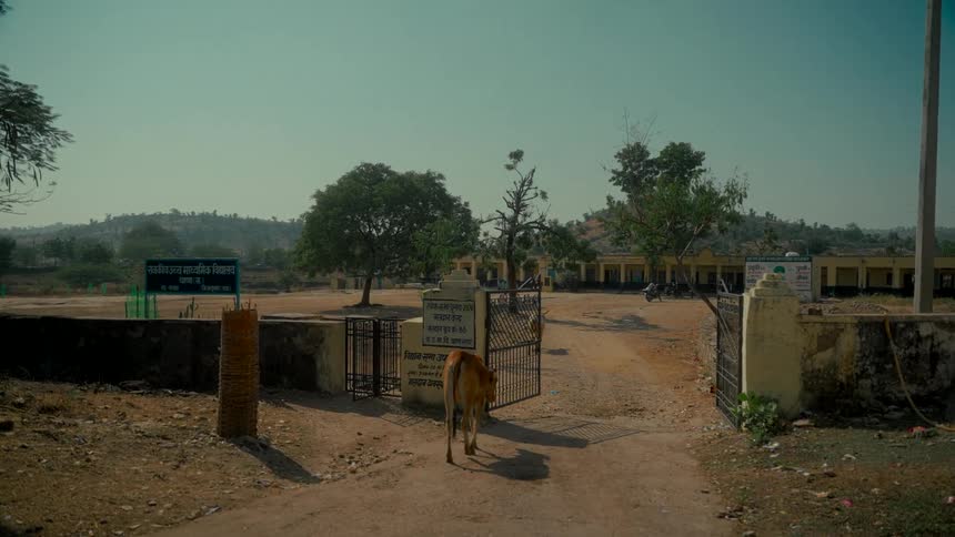 A young calf walks through the open gates into a dusty rural schoolyard in India