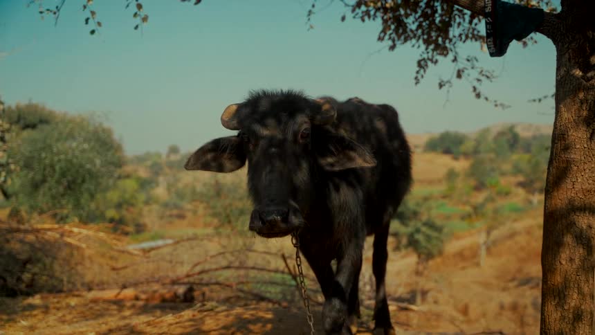 A young black water buffalo calf stands under the shade of a tree, looking into the camera in a sunny rural landscape