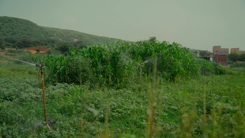 Water sprinklers irrigate a lush green agricultural field at the base of a hill on an overcast day