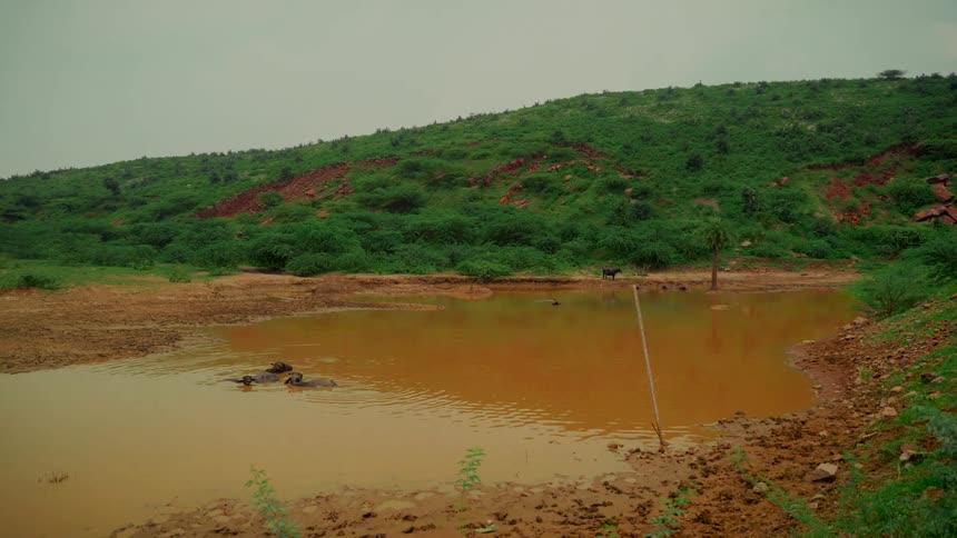 A wide shot shows water buffalos bathing in a murky pond at the base of a lush green hill on an overcast day
