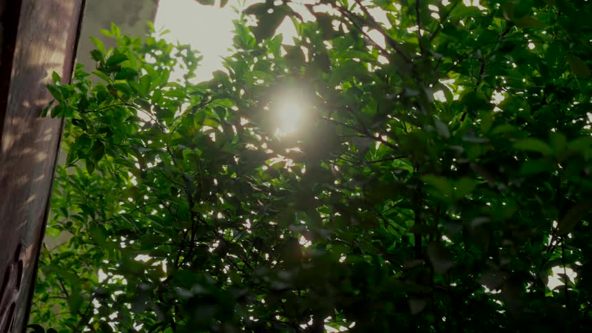 Vertical shot of the sun shining through the gently swaying leaves of a green tree
