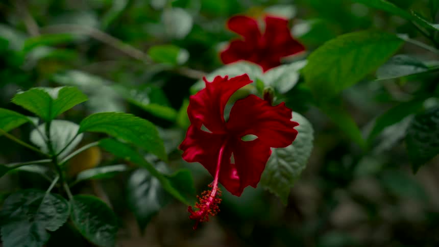 A vibrant red hibiscus flower gently sways in the breeze, surrounded by lush green foliage in a garden