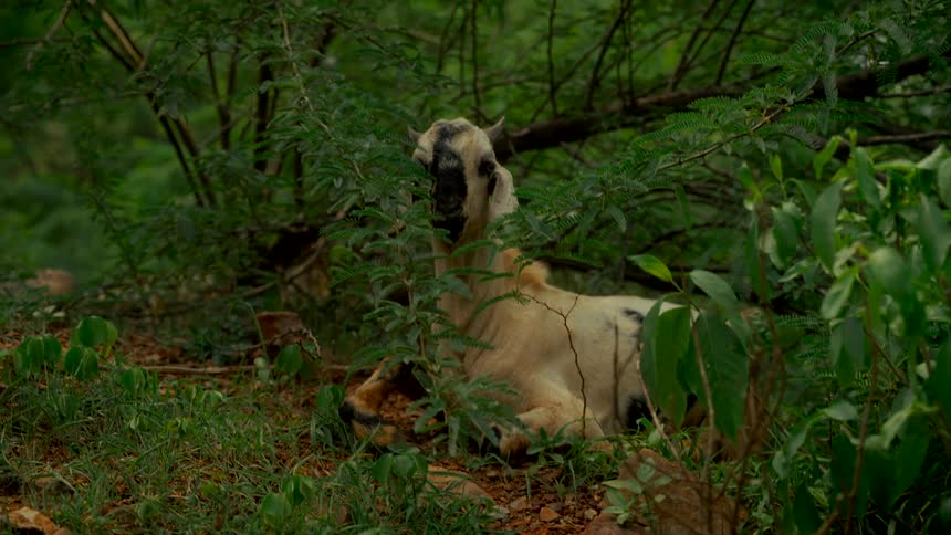 Close up of a spotted goat resting in the shade of a green bush in the wild