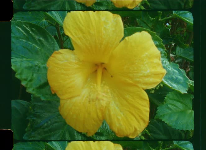 Vintage film captures a close-up of a single vibrant yellow hibiscus flower surrounded by green leaves