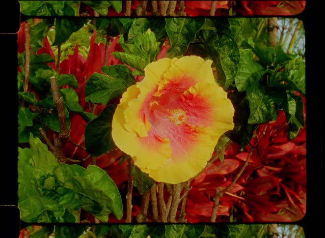A vintage 16mm film scan of a vibrant yellow and pink hibiscus flower blooming amongst lush green and red foliage