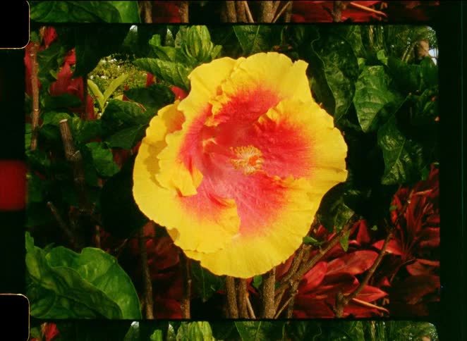 A vibrant yellow and pink hibiscus flower is revealed through a vintage film burn and light leak effect